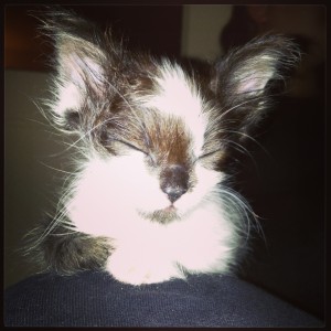 Kitten Tux