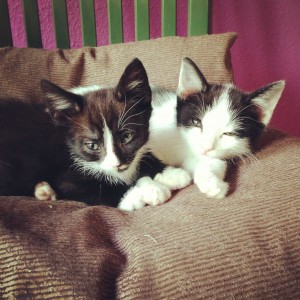 2 kittens
