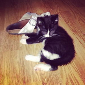 Kitten in slipper