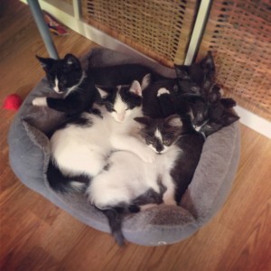 Vijf kittens samen slapen