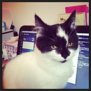 Computer kitten